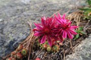 80 Semprevivo montano (Sempervivum montanum)